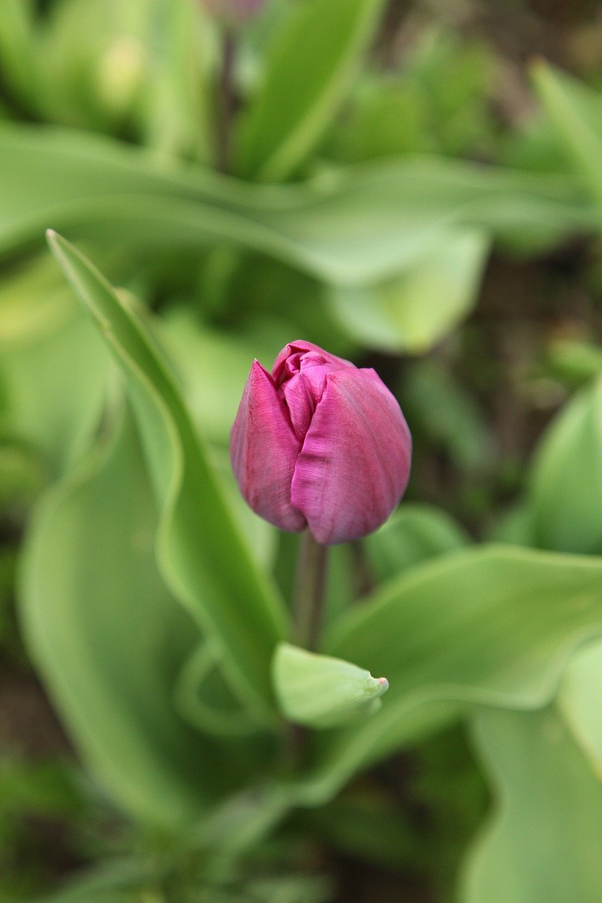 tulip-garden-spring-5009292 tulip, garden, spring-5009292.jpg