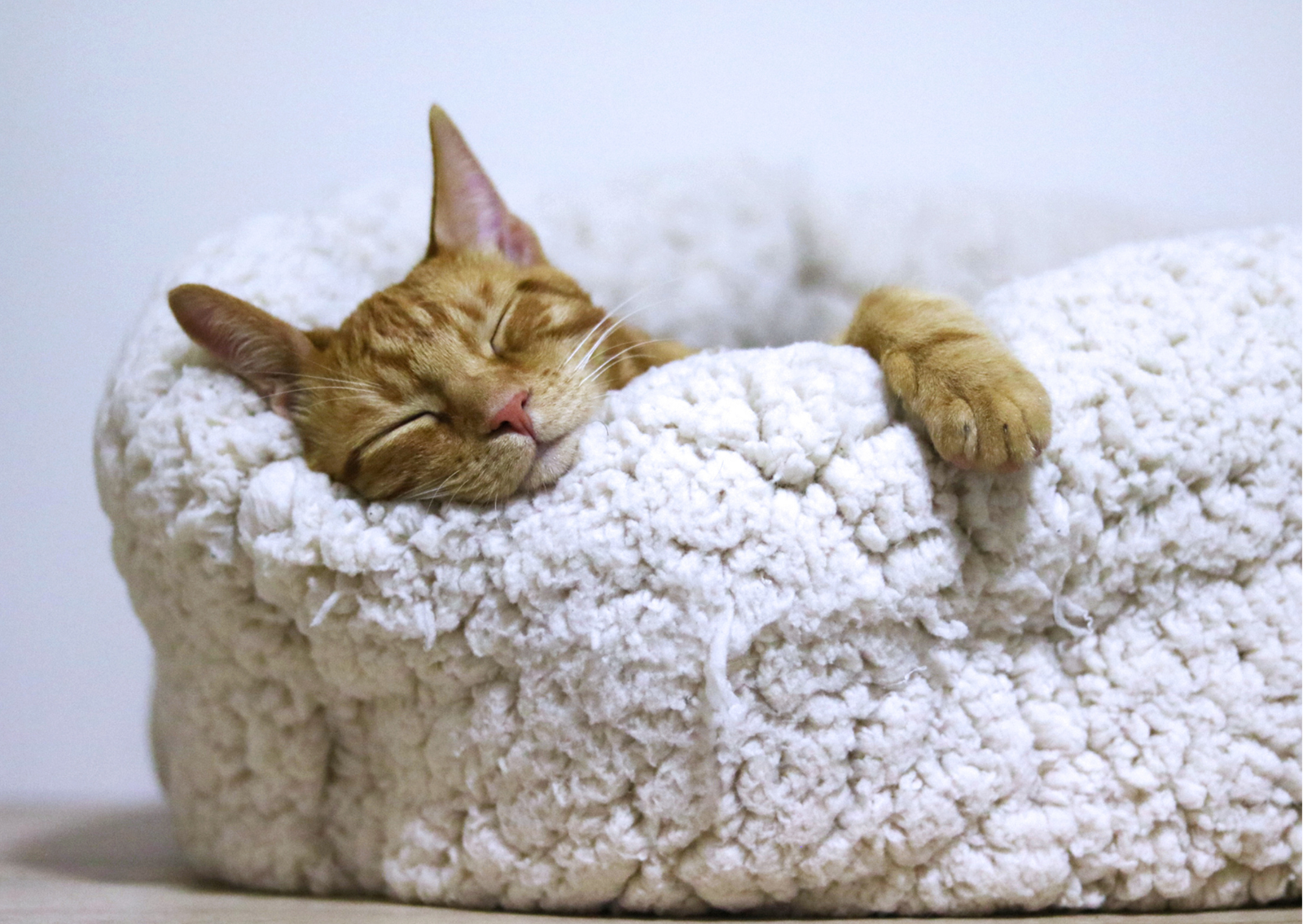 Why we dream & Why Sleep matters